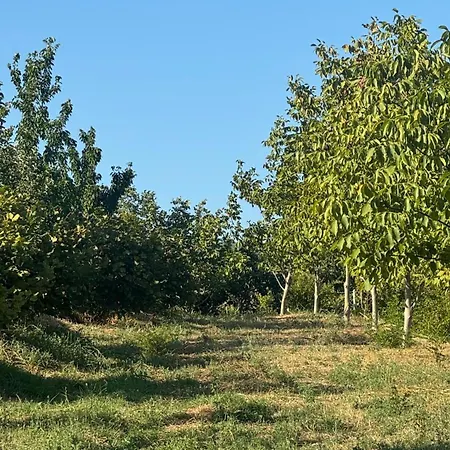 Kemp Perlat Orchard Rreshen