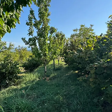 Perlat Orchard Kemp