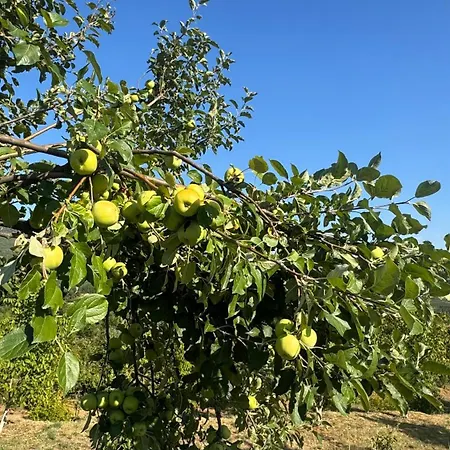 Perlat Orchard Kemp *