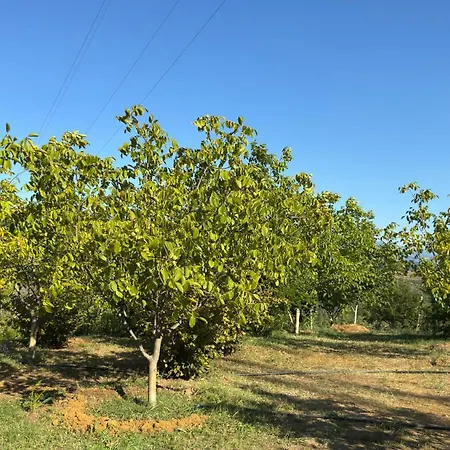 Perlat Orchard Kemp *