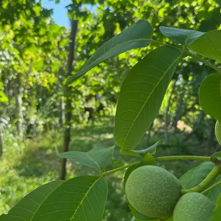 Kemp Perlat Orchard *