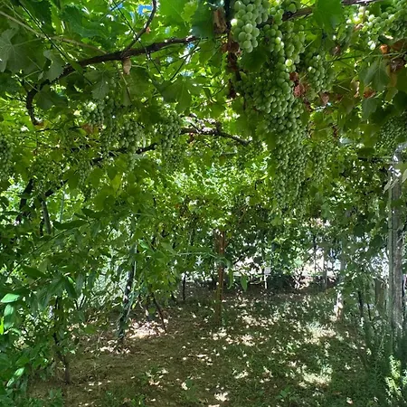 Kemp Perlat Orchard