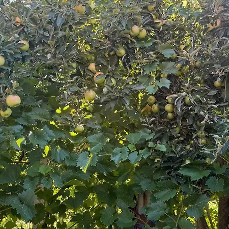 Perlat Orchard Kemp
